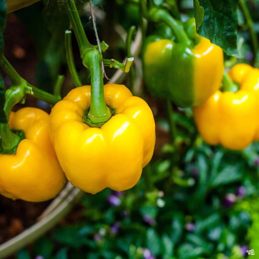 Yellow Bell Peppers