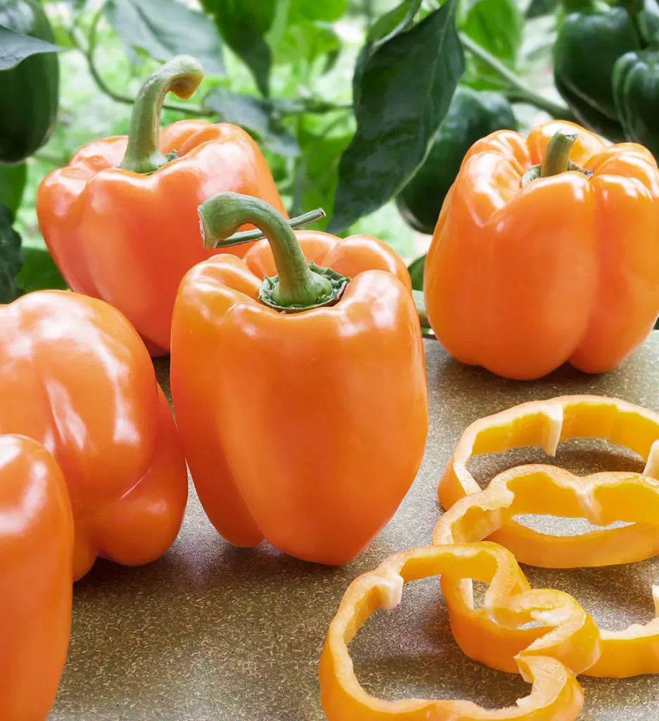 Orange Bell Pepper