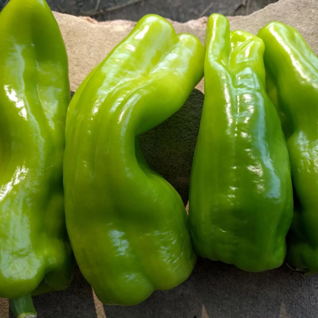 Cubanelle Pepper