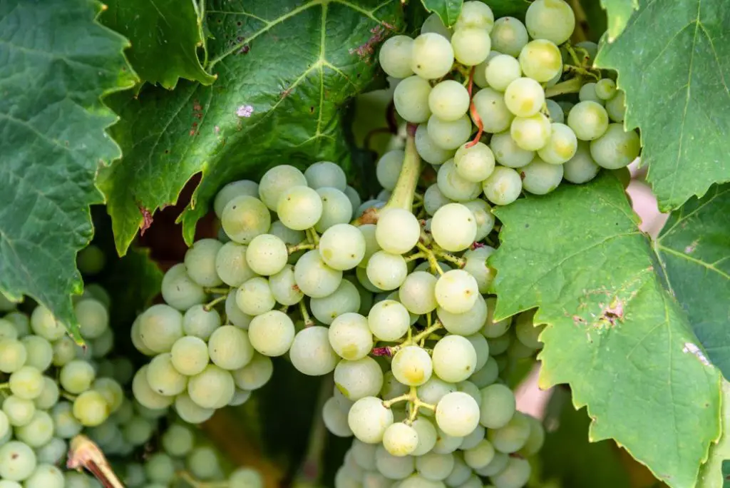  white wine grapes Sauvignon blanc on the vine