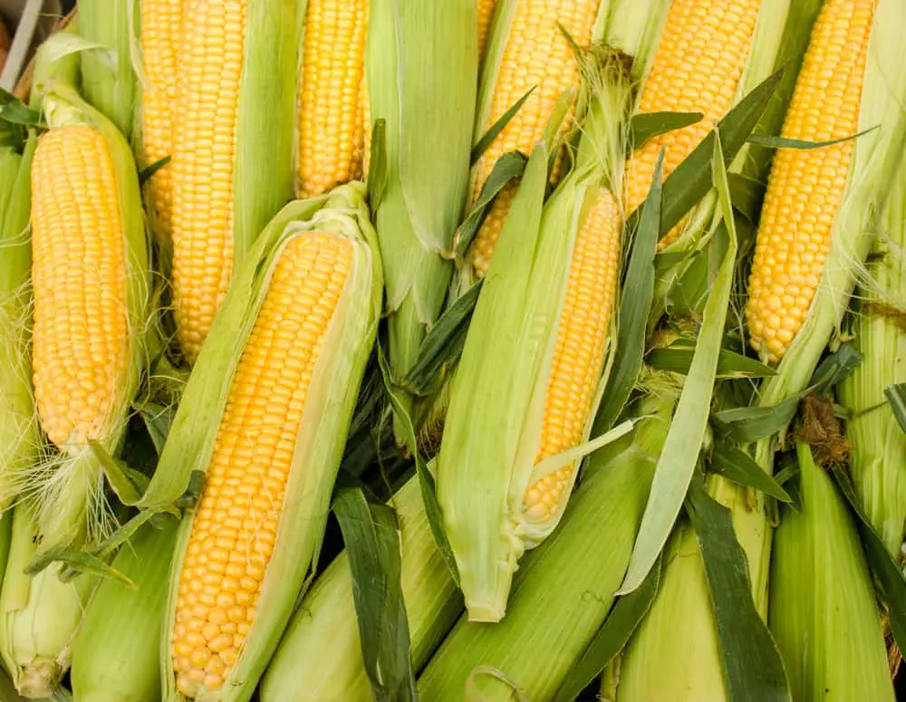 Raw corn