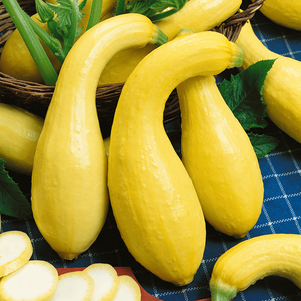 Can You Freeze Squash Without Cooking It?