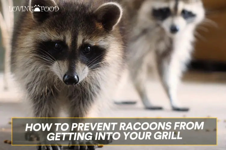 Prevent Racoons From Getting Into Your Grill