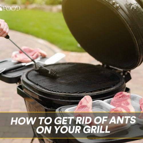 How to Get Rid Of Ants On Your Grill