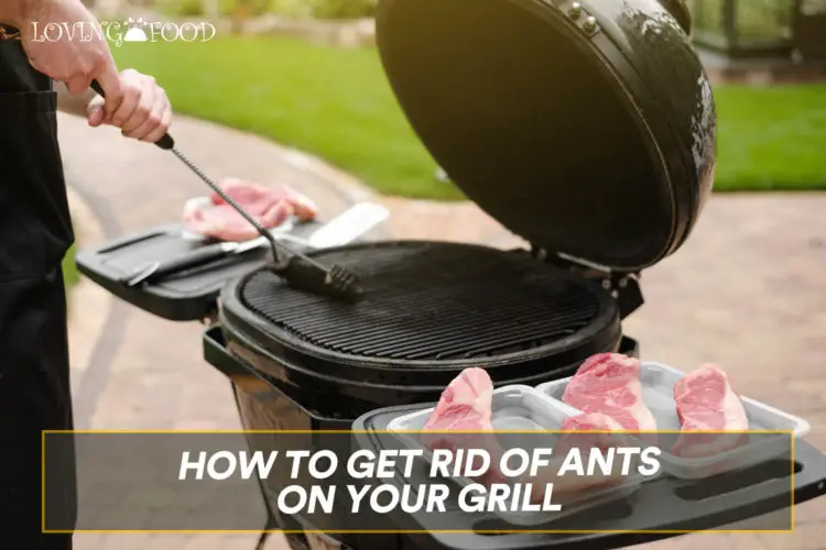 How to Get Rid Of Ants On Your Grill