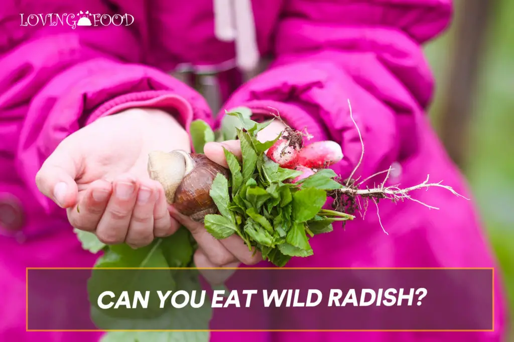 Can You Eat Wild Radish?