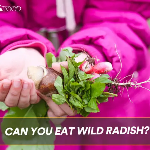 Can You Eat Wild Radish?