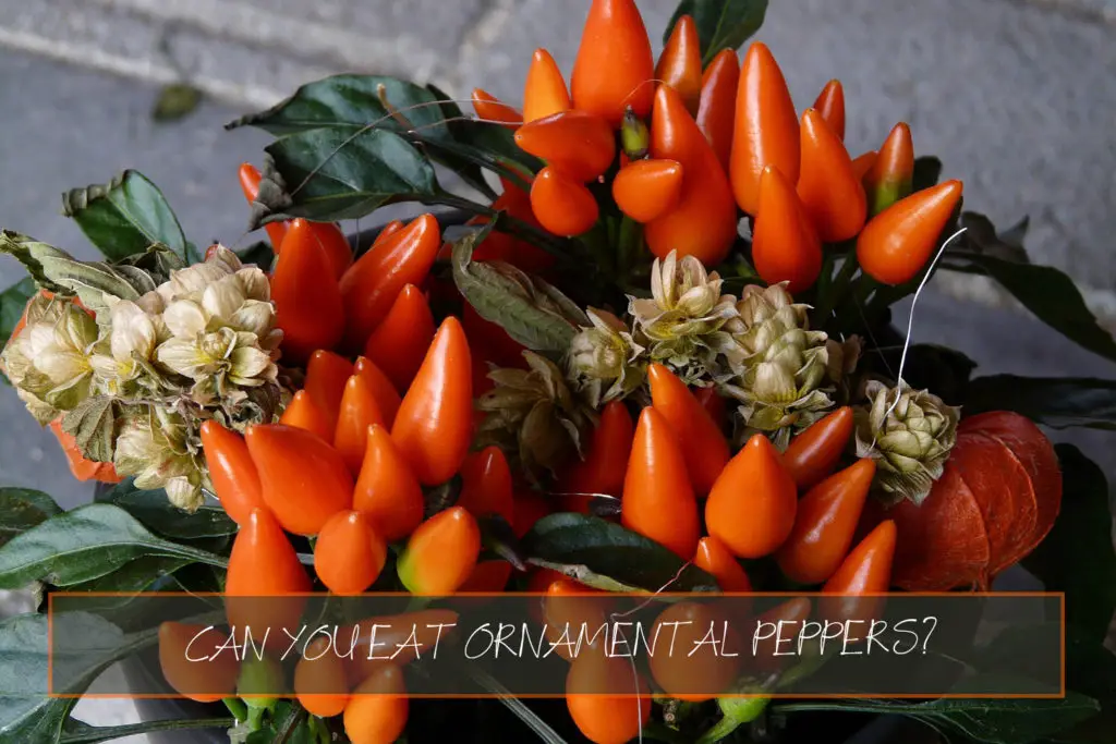 Can You Eat Ornamental Peppers?