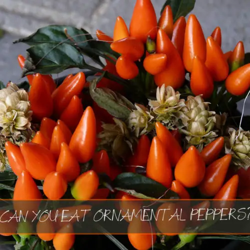Can You Eat Ornamental Peppers?