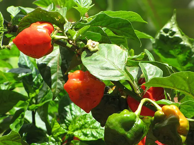 Habanero Pepper