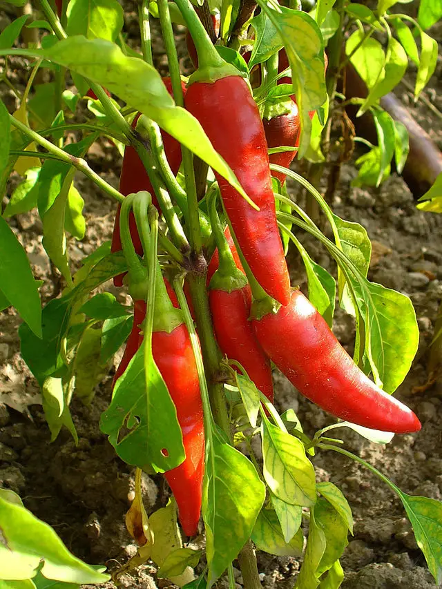 red cayenne